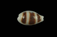 藏品(浮標寶螺)的圖片